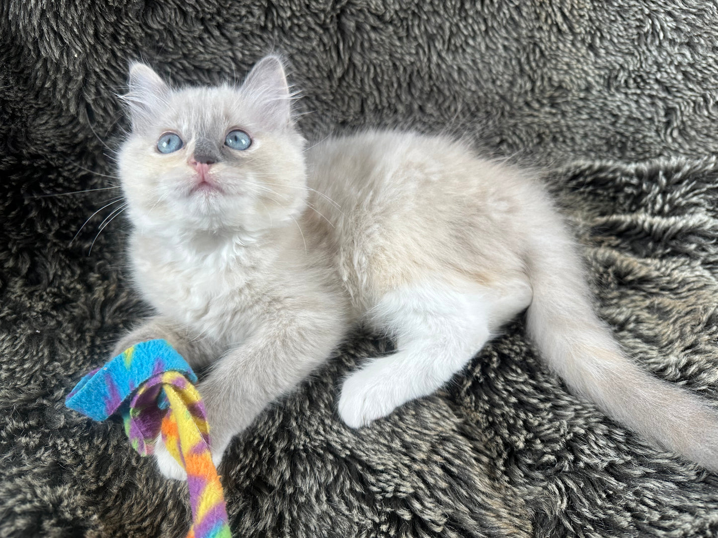 PEEP - FEMALE - Blue/Cream Dilute Tortie Mink UNAVAILABLE
