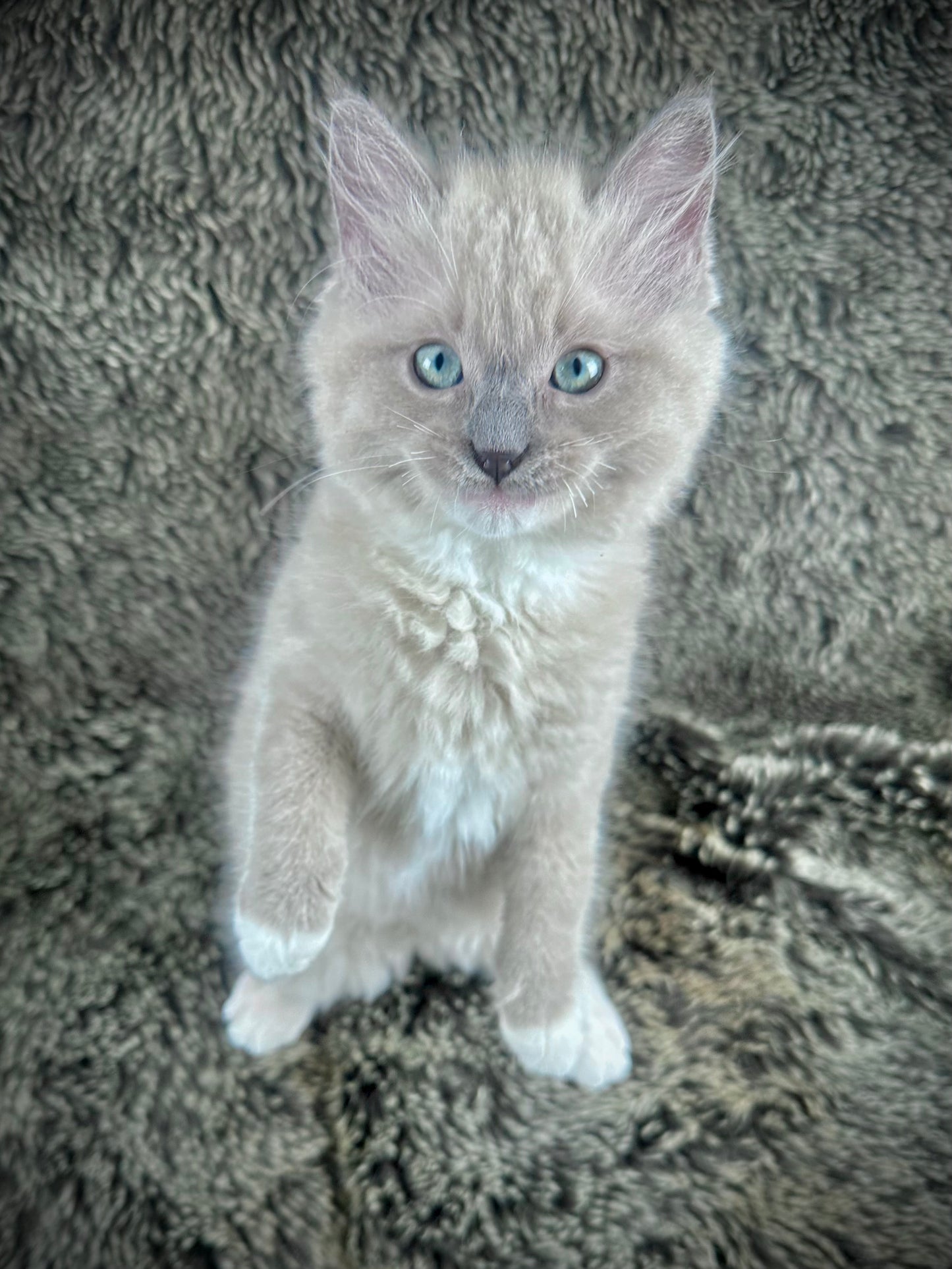 Gumball - Blue Mink MALE - UNAVAILABLE