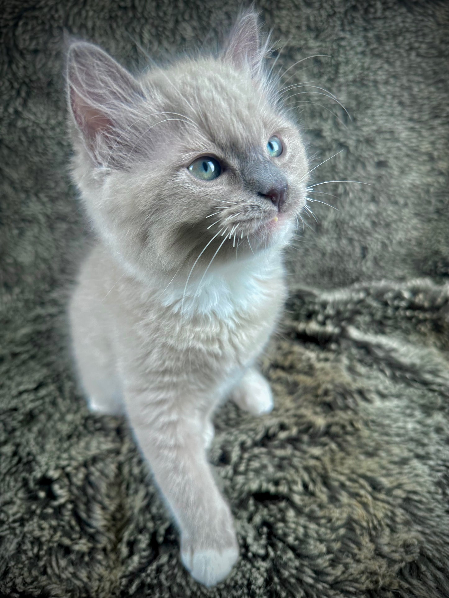Gumball - Blue Mink MALE - UNAVAILABLE