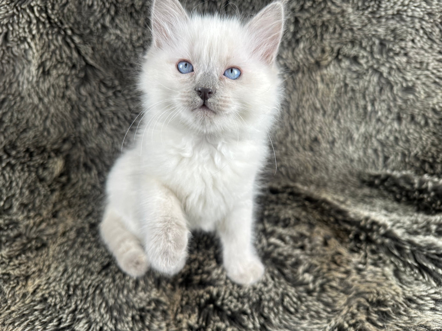 Flora - FEMALE - UNAVAILABLE
