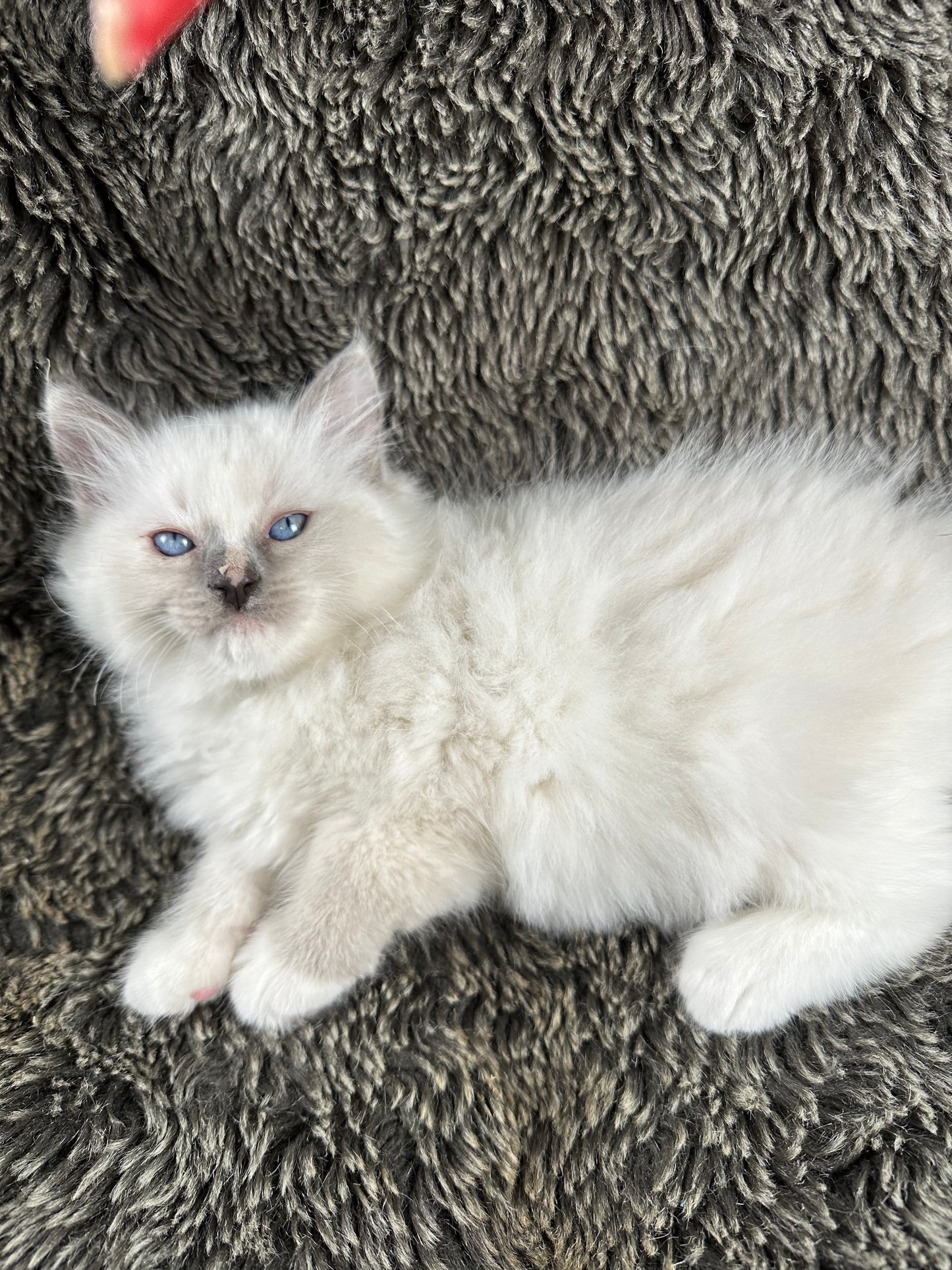 Full payment plan please request details