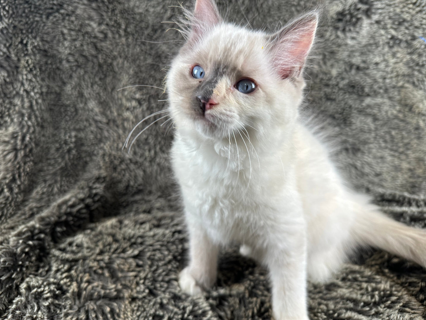Bunny - FEMALE - traditional pointed tortie - RESERVED 3/25/2025