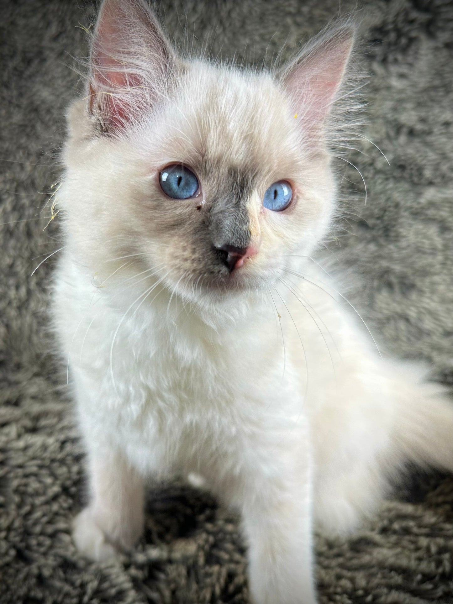 Bunny - FEMALE - traditional pointed tortie - RESERVED 3/25/2025