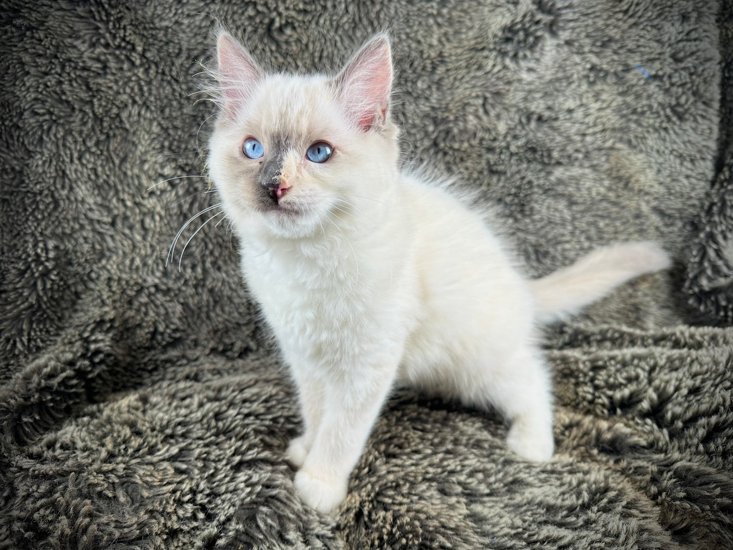 Bunny - FEMALE - traditional pointed tortie - RESERVED 3/25/2025