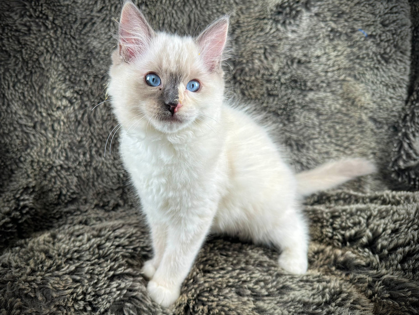 Bunny - FEMALE - traditional pointed tortie - RESERVED 3/25/2025