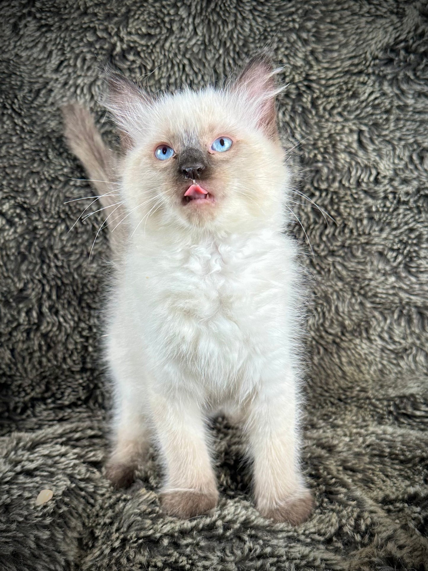 Cadbury - Male