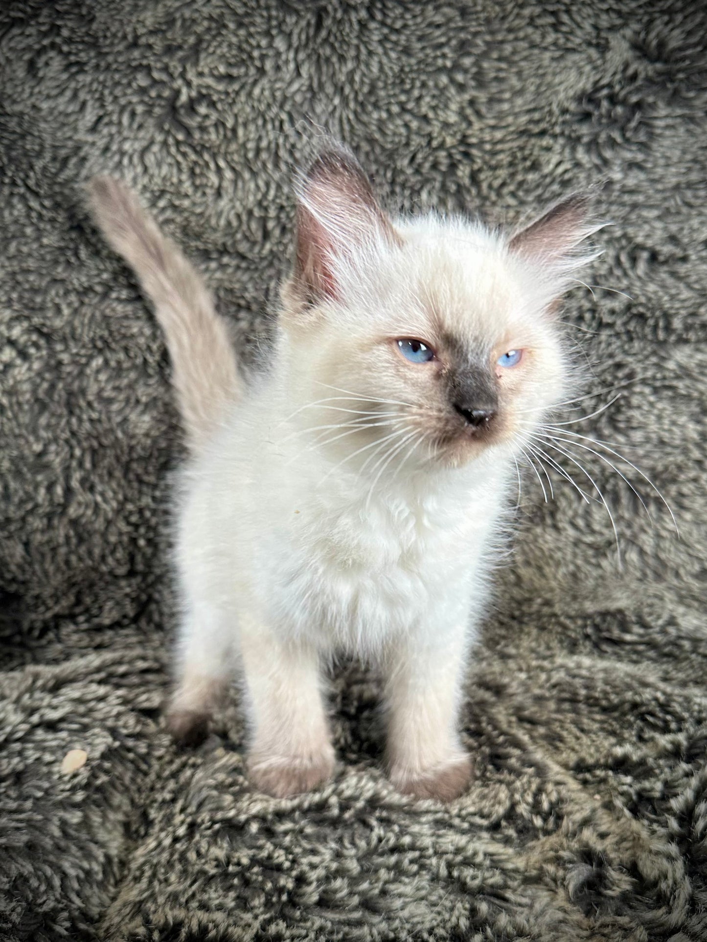 Cadbury - Male