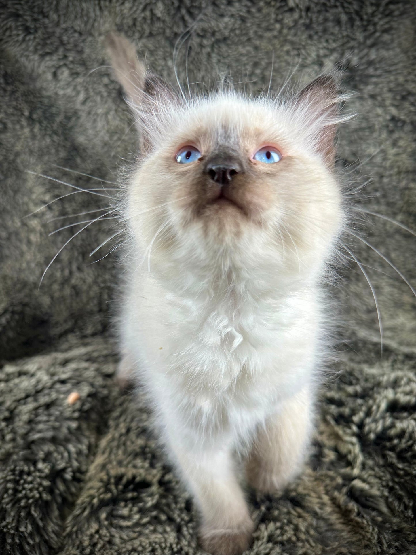 Cadbury - Male