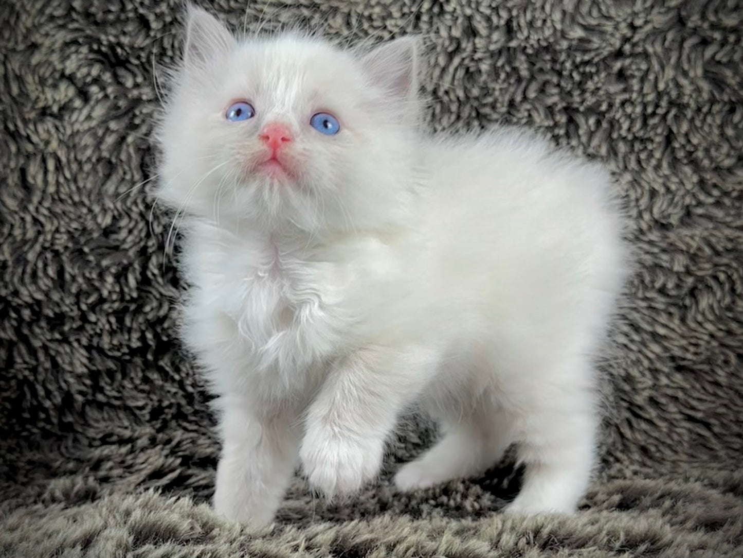 Fanta - Blue Bicolor MALE - RESERVED 5/17/2025