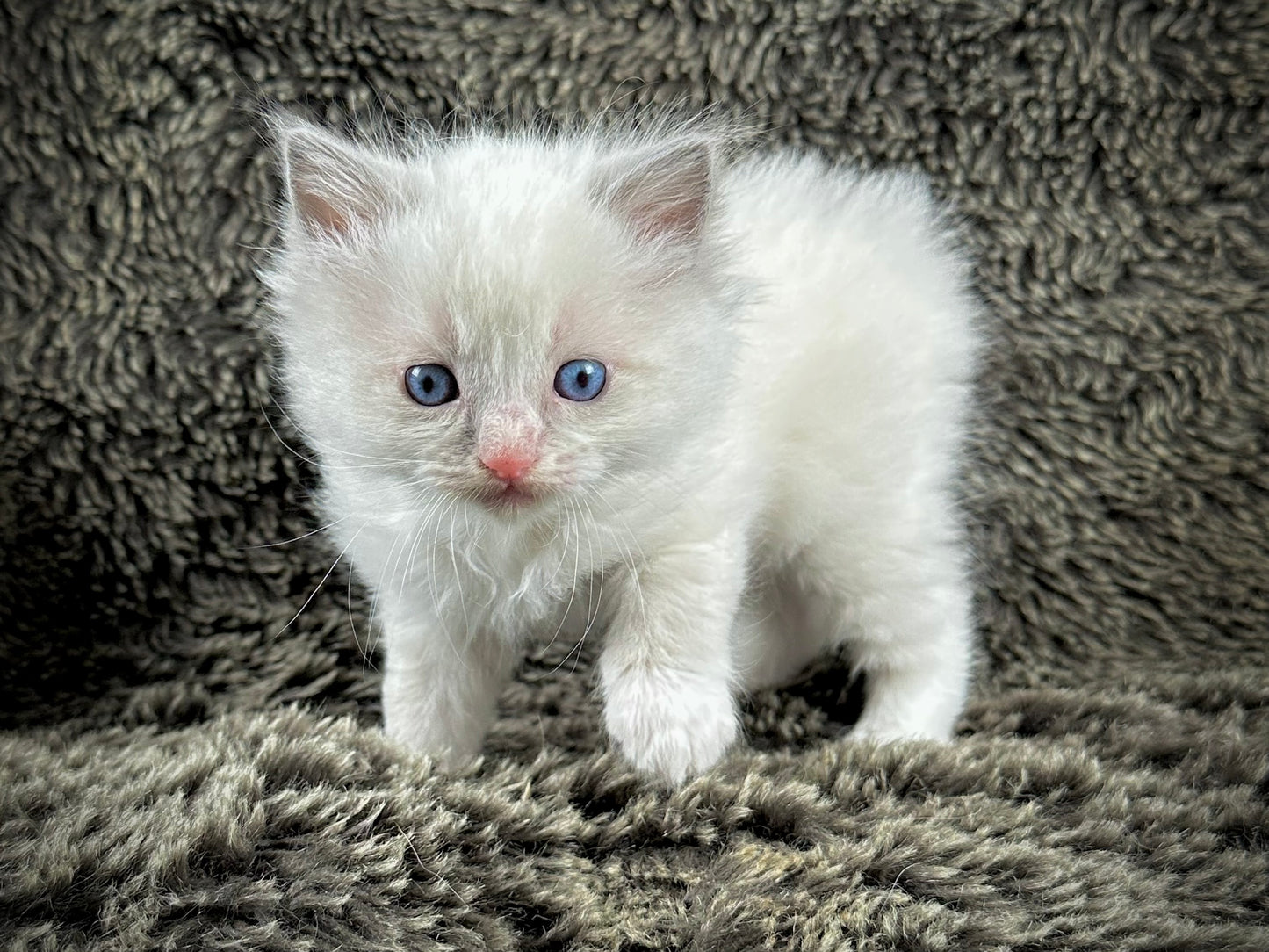 Fanta - Blue Bicolor MALE - RESERVED 5/17/2025