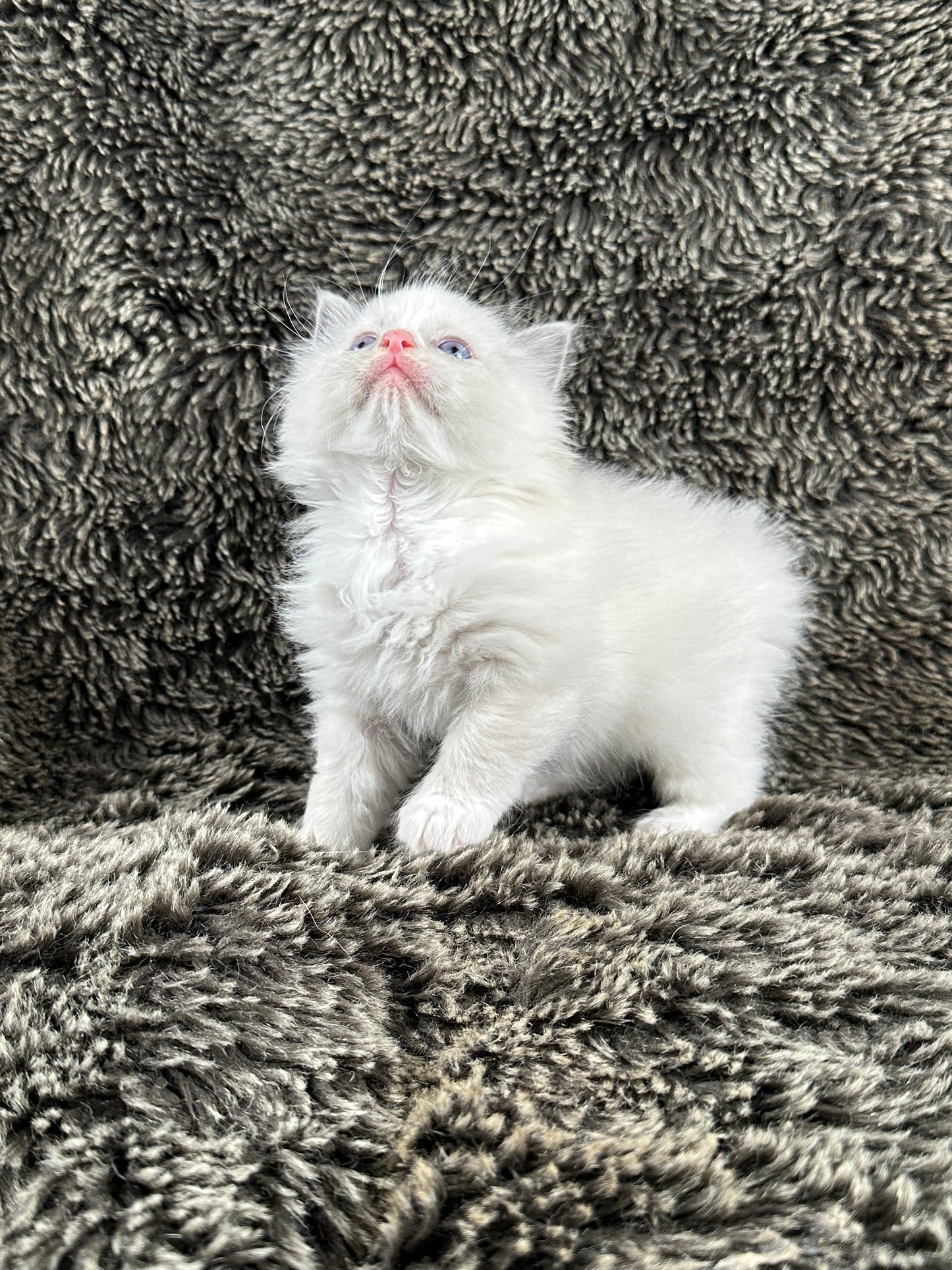Fanta - Blue Bicolor MALE - RESERVED 5/17/2025