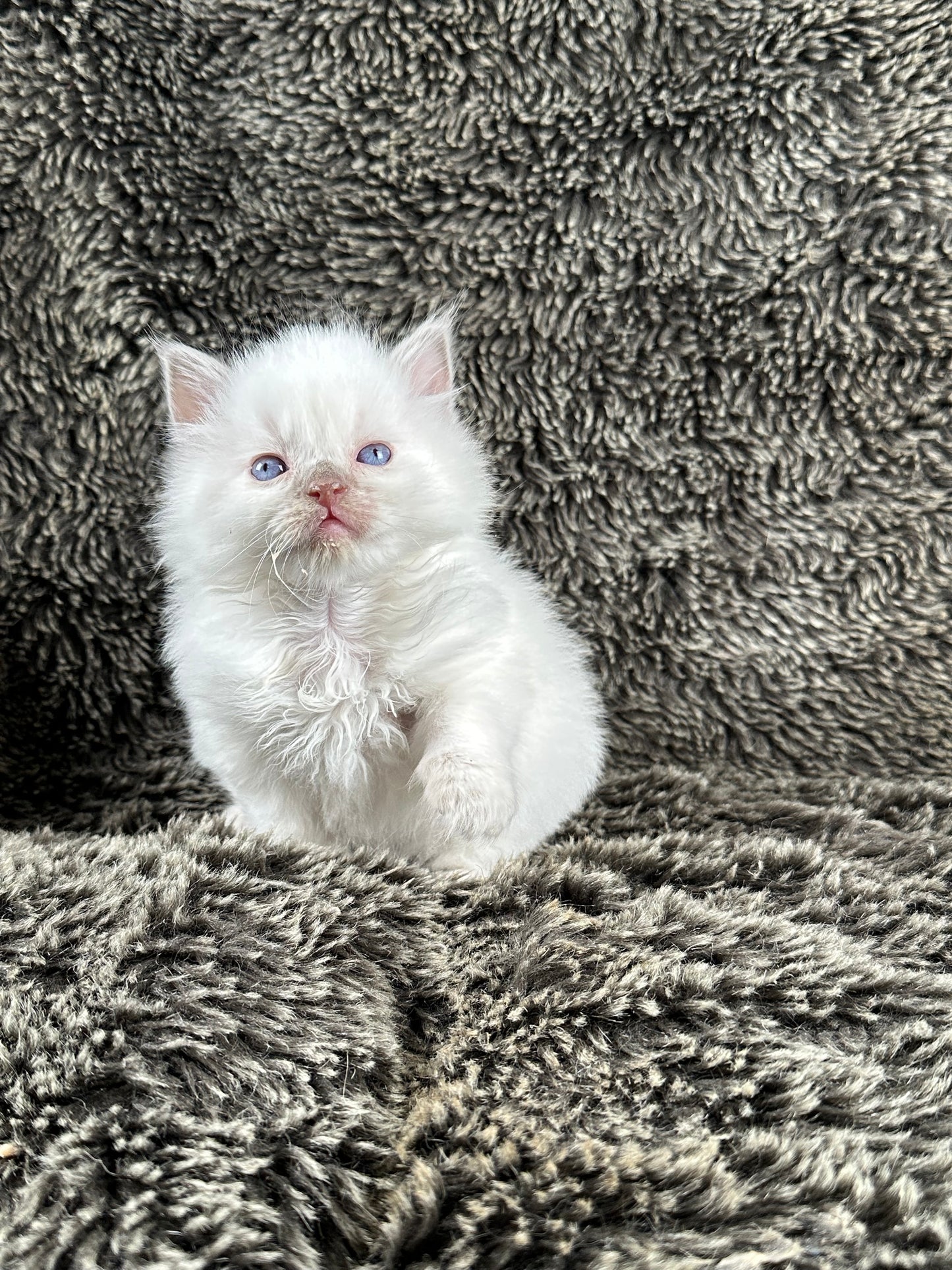 Pepsi - Lilac Point with Blaze - MALE - Available 5/17/2025