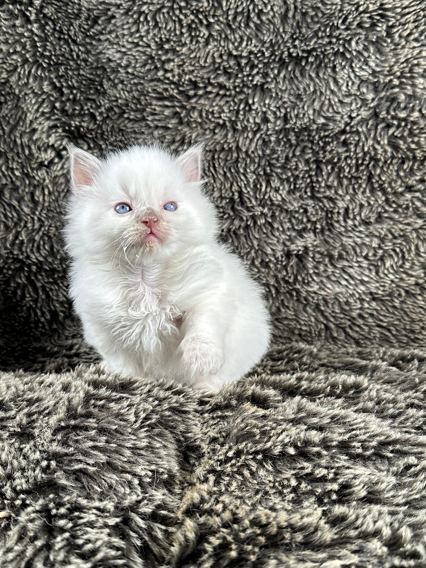 Pepsi - Lilac Point FEMALE - Available 5/17/2025