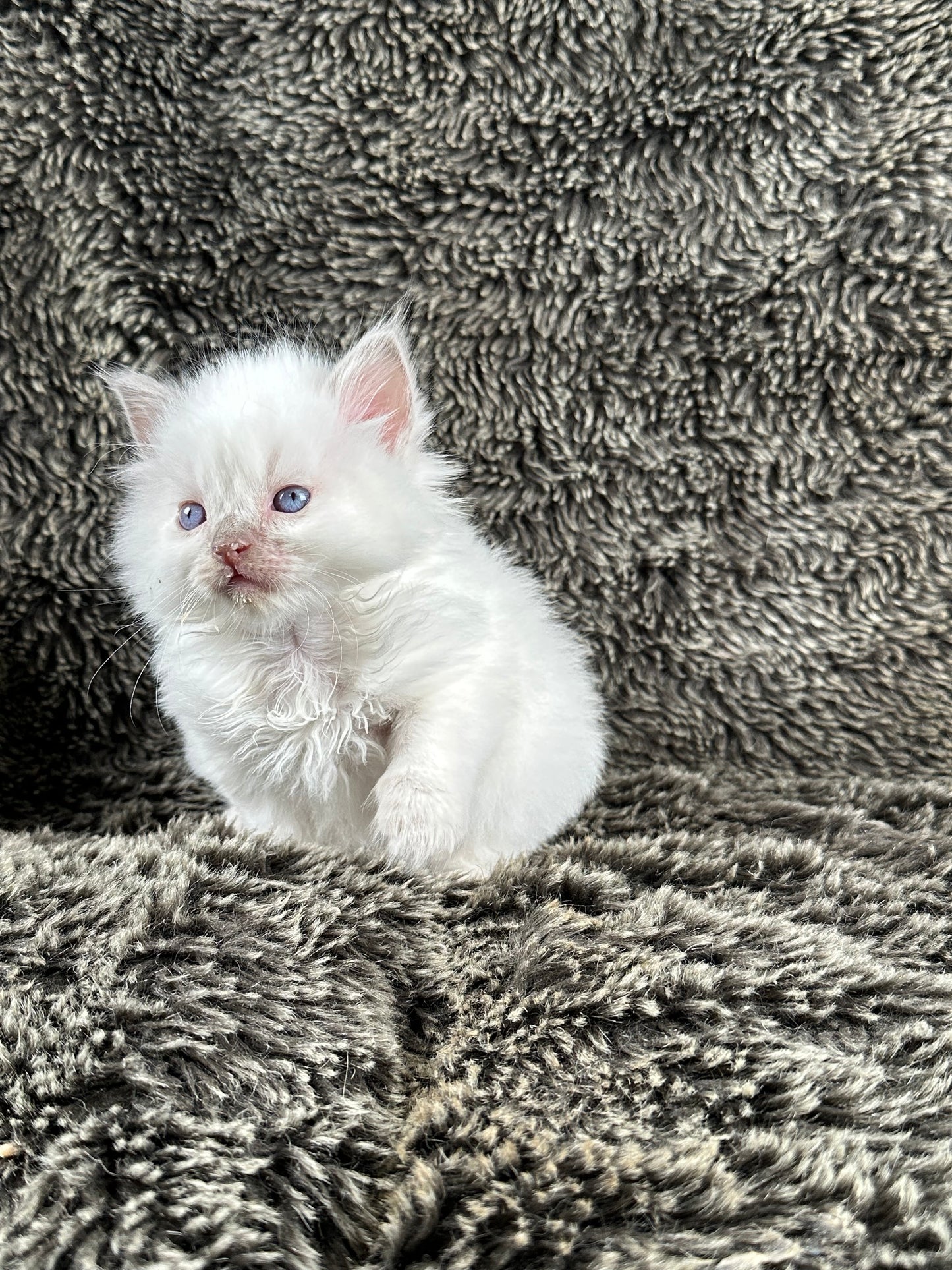 Pepsi - Lilac Point FEMALE - Available 5/17/2025