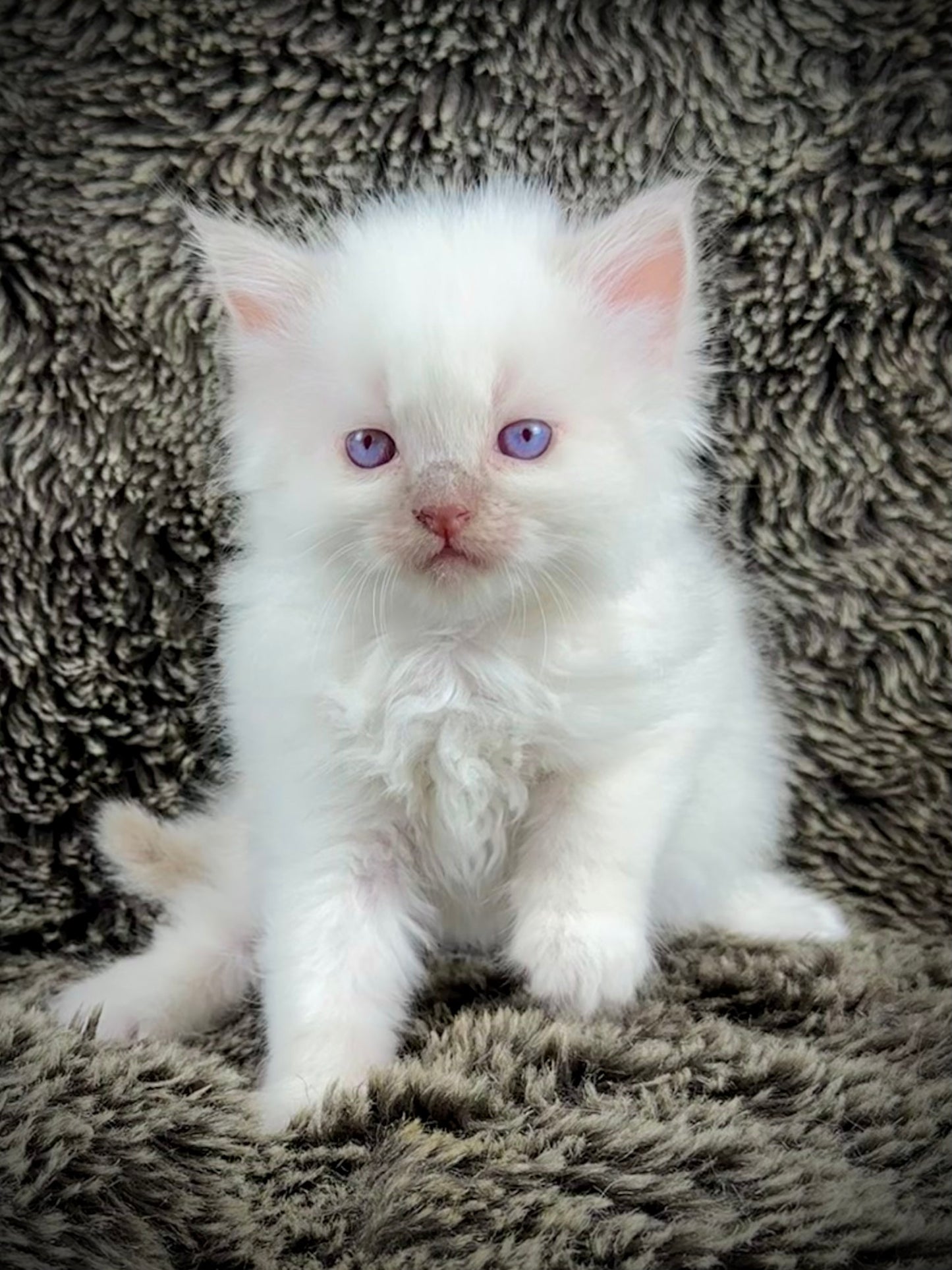 Dr Pepper - Lilac Point MALE