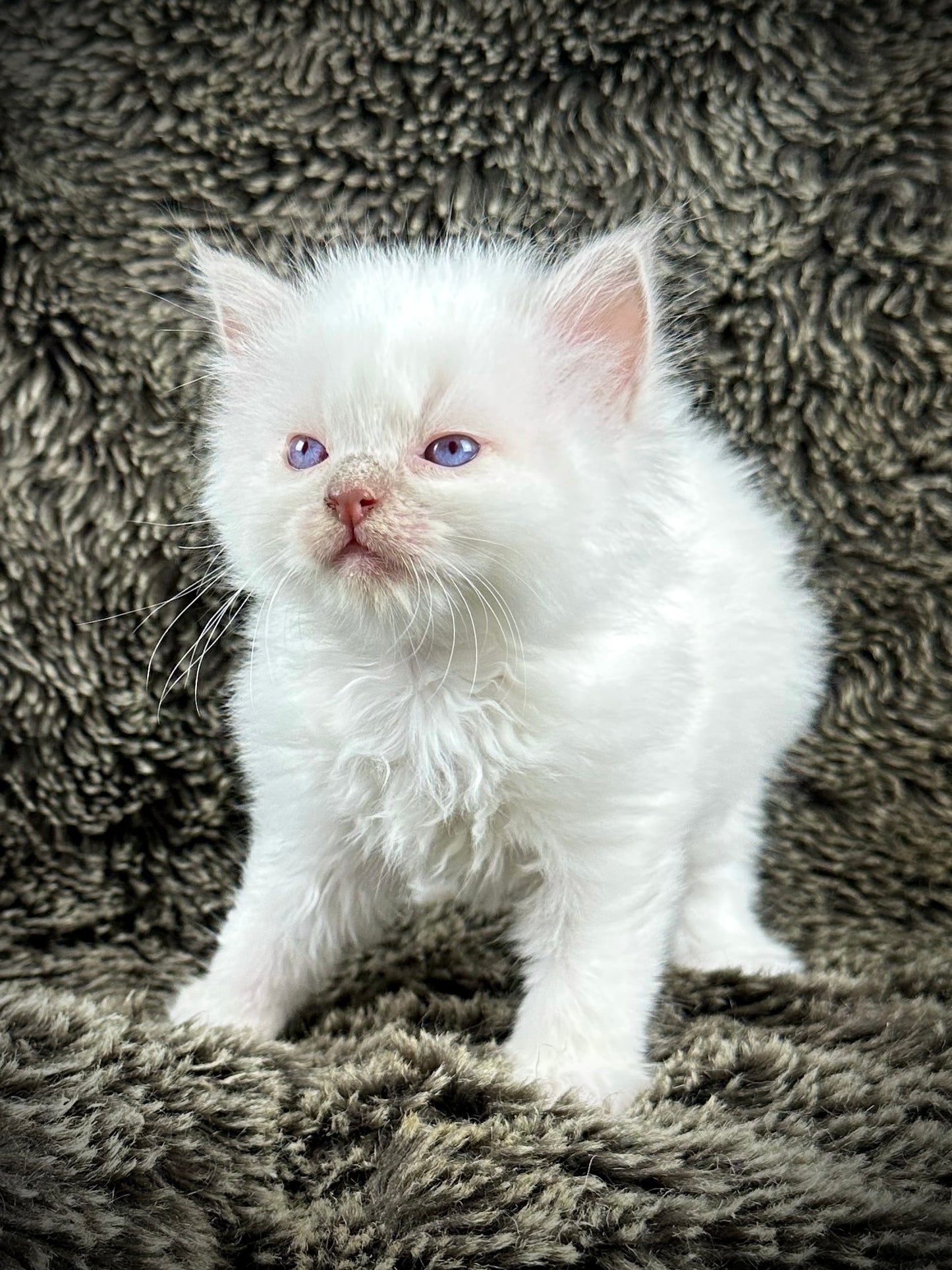 Dr Pepper - Lilac Point MALE