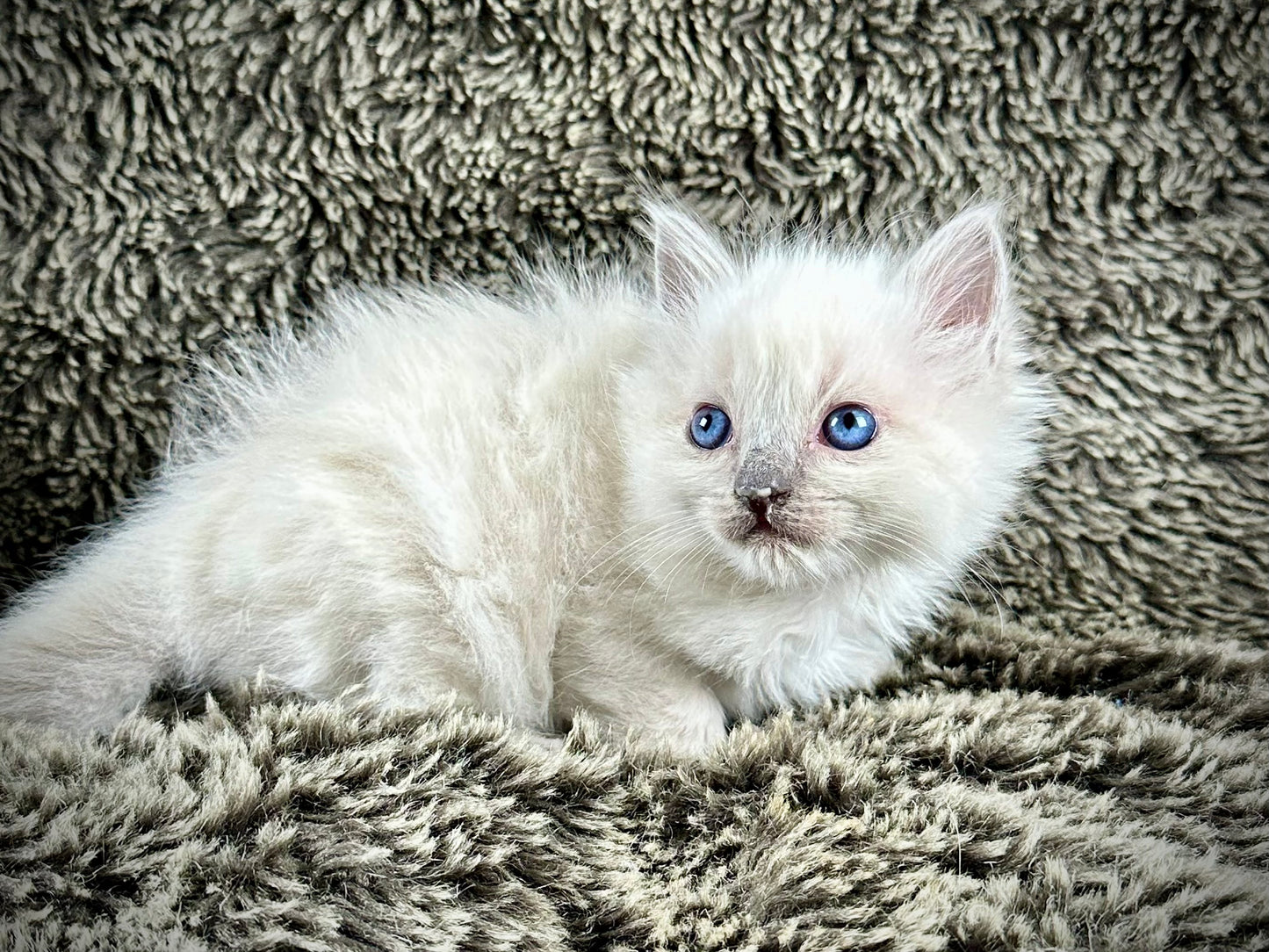Code Blue - Blue Point MALE - UNAVAILABLE 5/17/2025