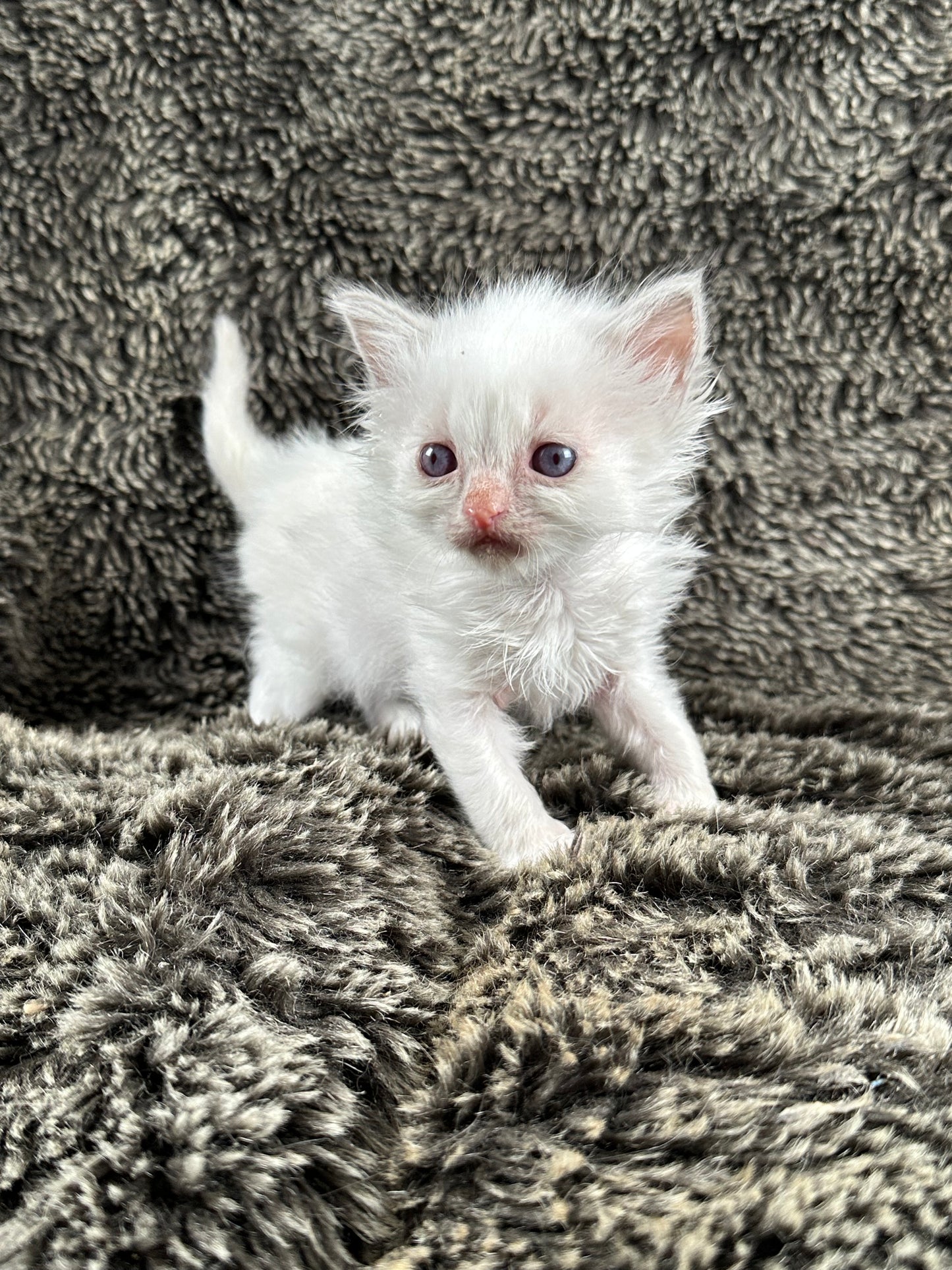 Squirt - Blue Bicolor MALE - Available 5/17/2025