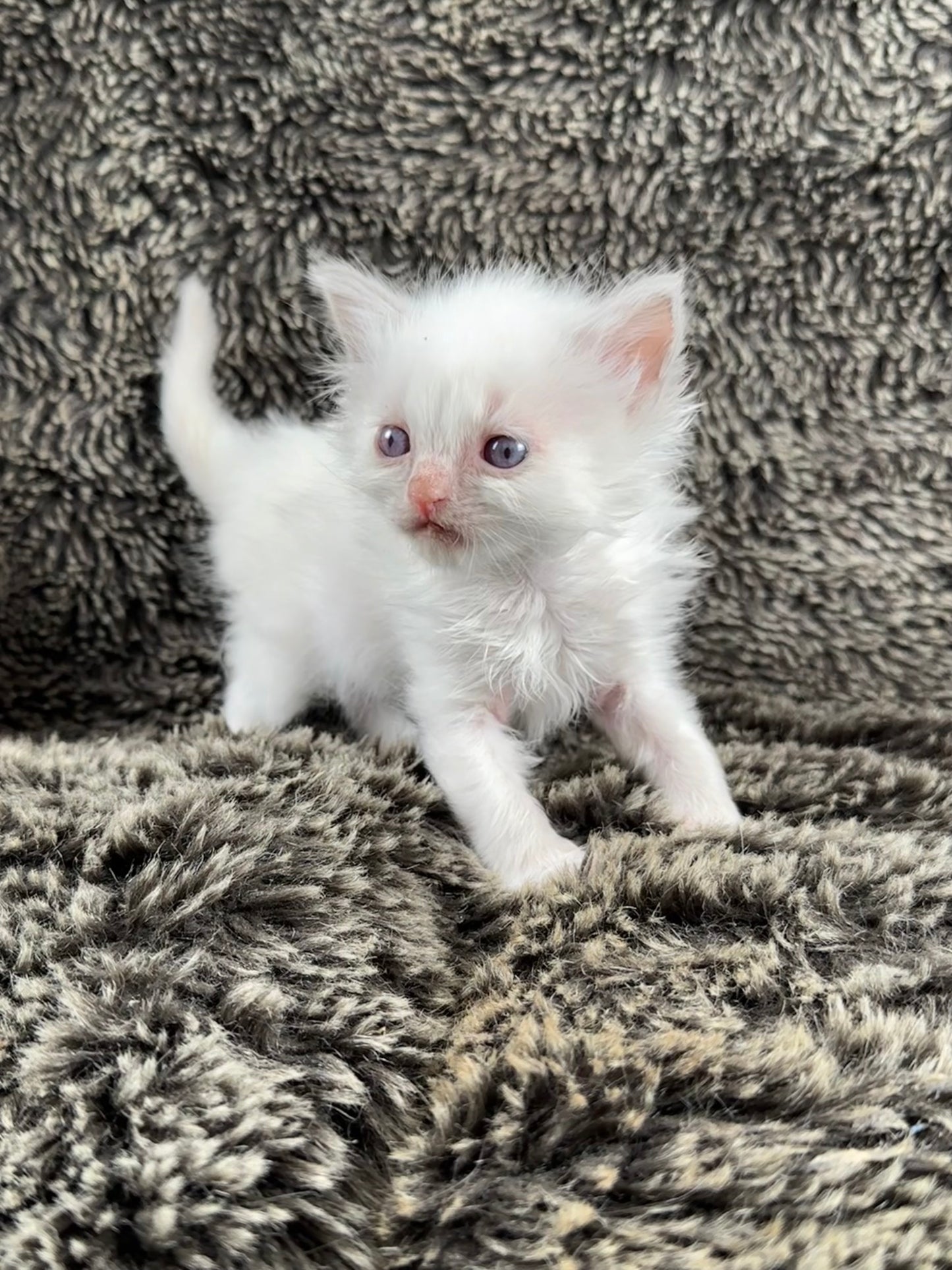 Squirt - Lilac Bicolor MALE - Available 5/17/2025