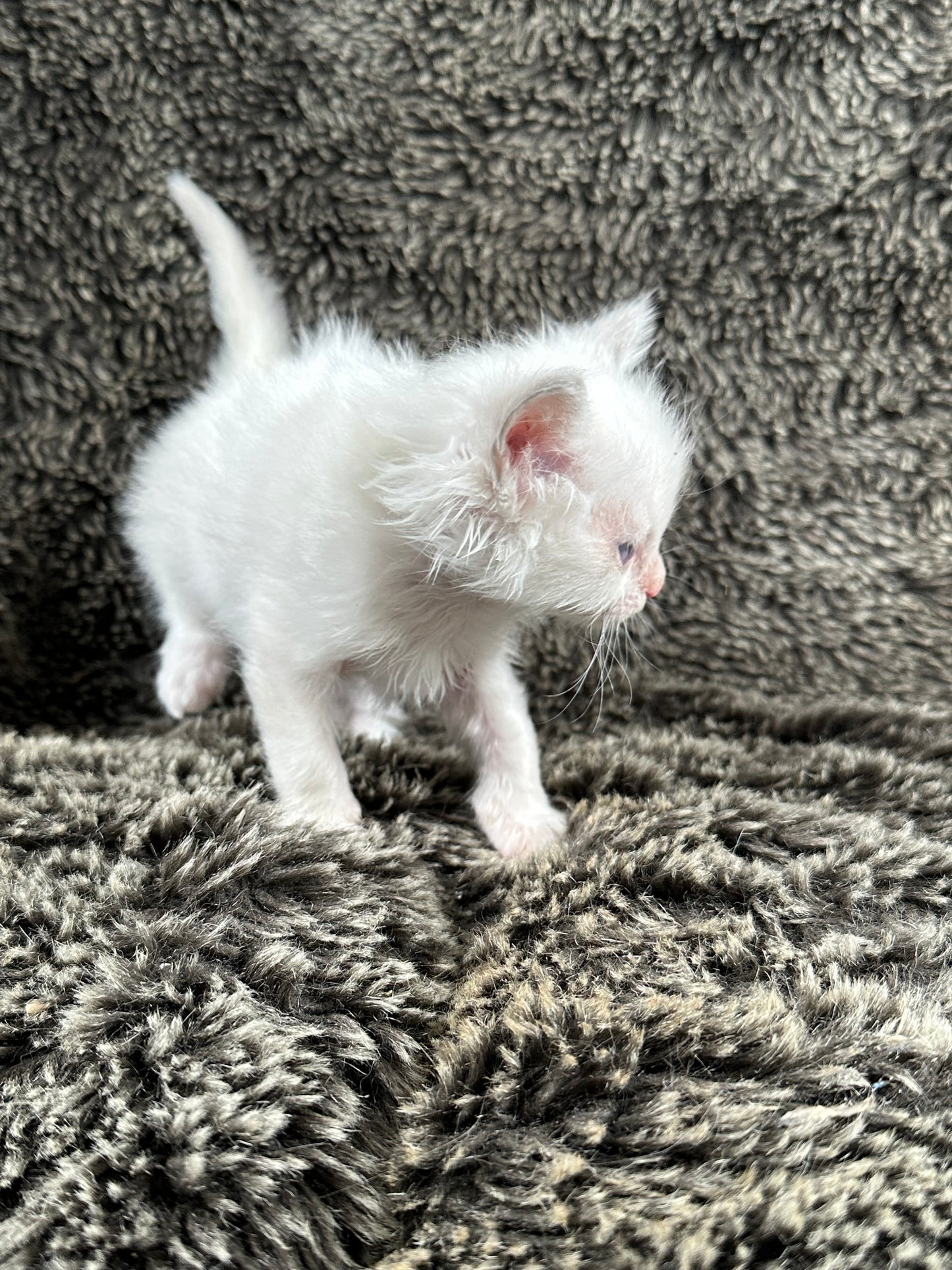 Squirt - Blue Bicolor MALE - Available 5/17/2025