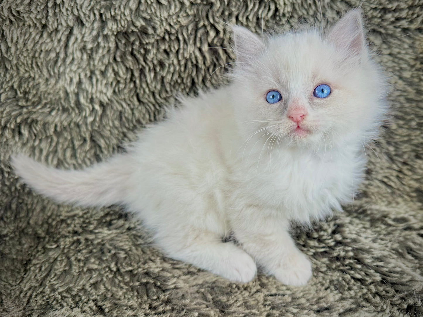 Fanta - Blue Bicolor MALE - RESERVED 5/17/2025