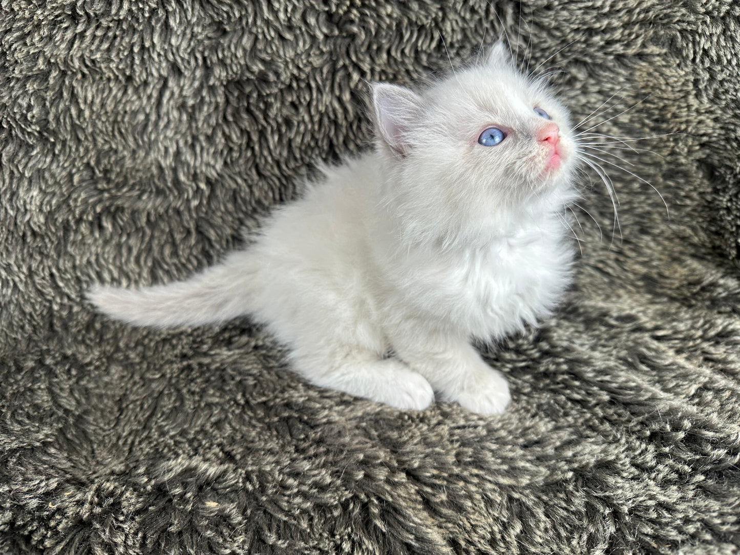 Fanta - Blue Bicolor MALE - RESERVED 5/17/2025