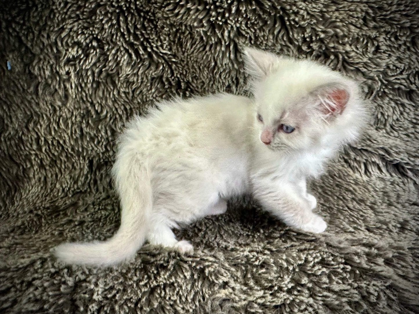 Squirt - Blue Bicolor MALE - Available 5/17/2025