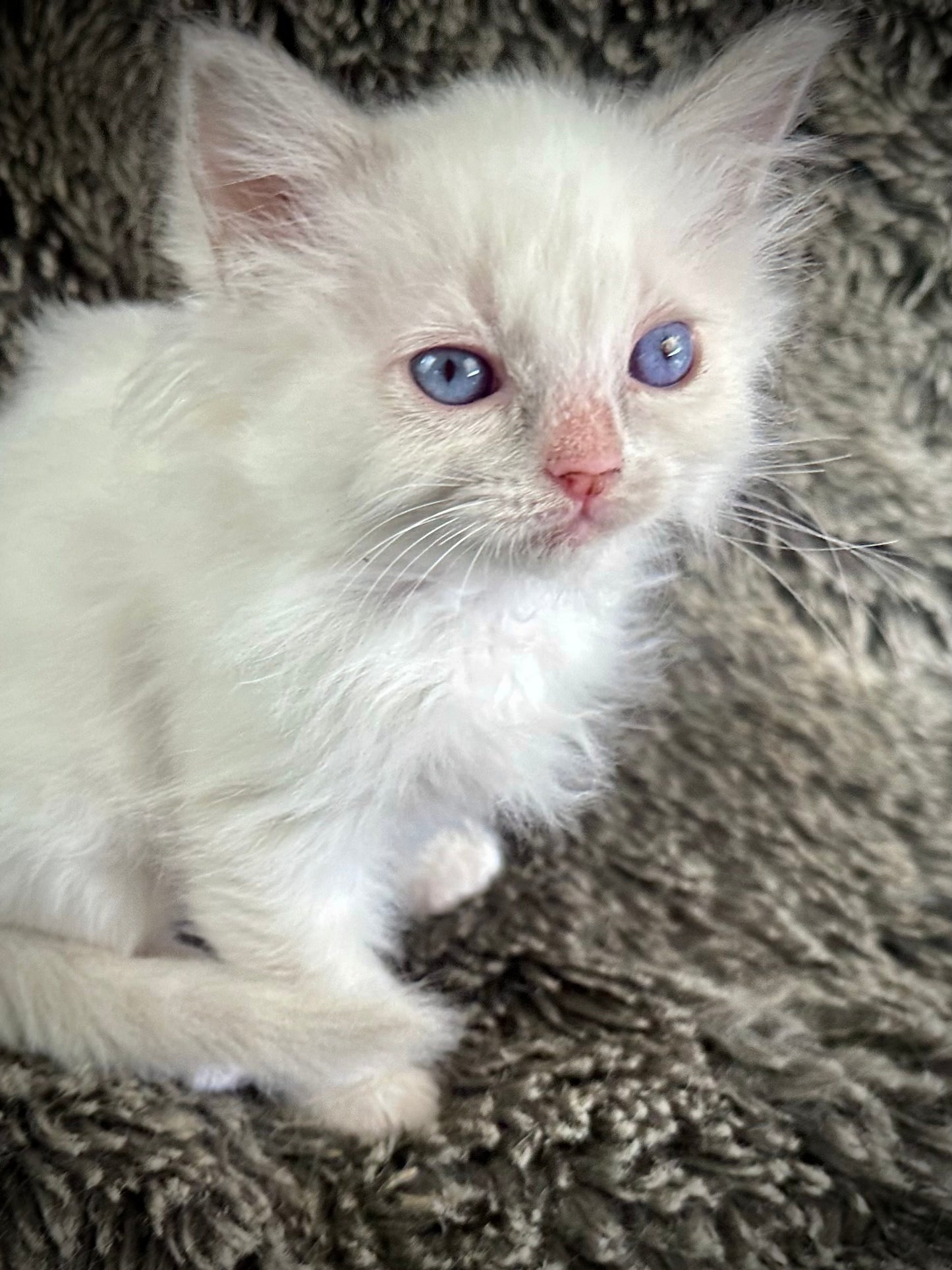 Squirt - Blue Bicolor MALE - Available 5/17/2025