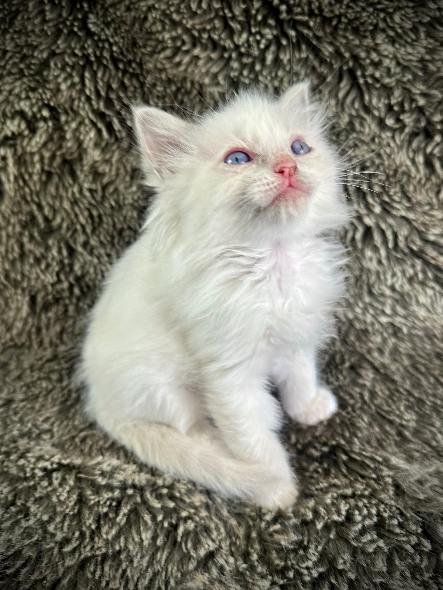 Squirt - Blue Bicolor MALE - Available 5/17/2025