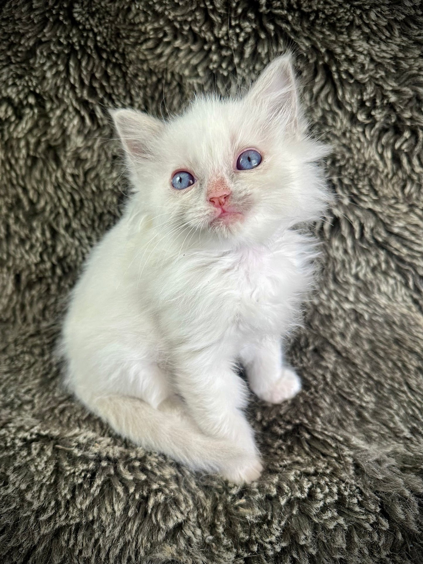 Squirt - Blue Bicolor MALE - Available 5/17/2025