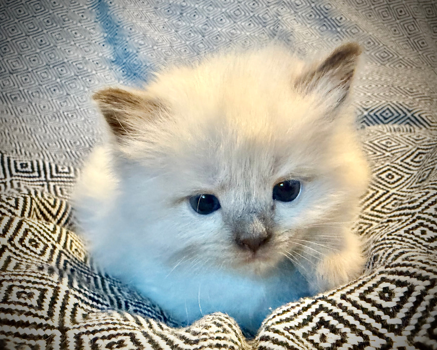 Choco 4 - FEMALE - chocolate mink