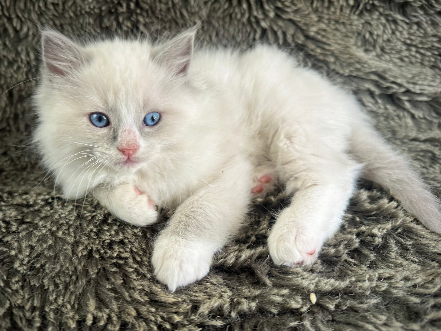 Fanta - Blue Bicolor MALE - RESERVED 5/17/2025
