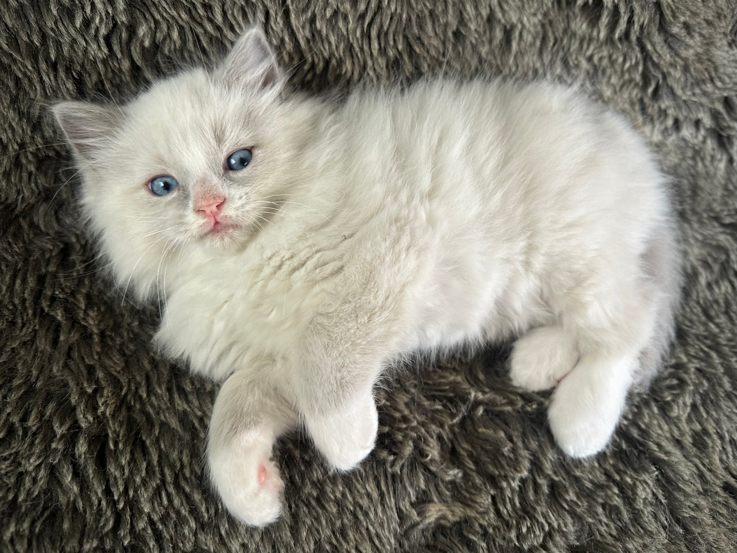 Fanta - Blue Bicolor MALE - RESERVED 5/17/2025