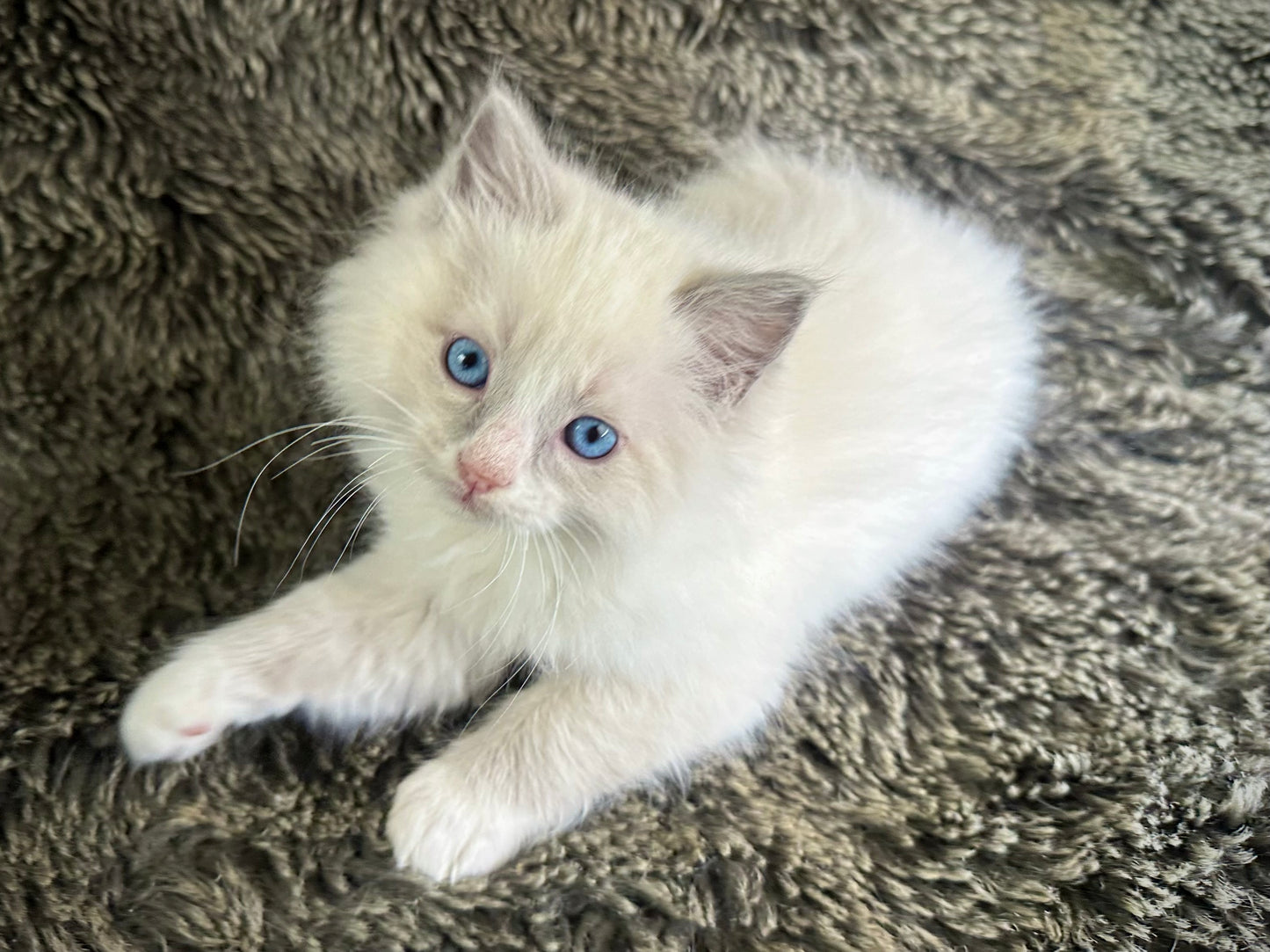 Fanta - Blue Bicolor MALE - RESERVED 5/17/2025
