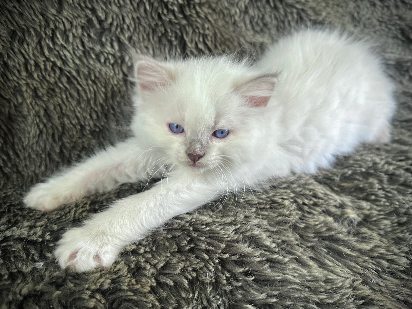 Pepsi - Lilac Point FEMALE - Available 5/17/2025