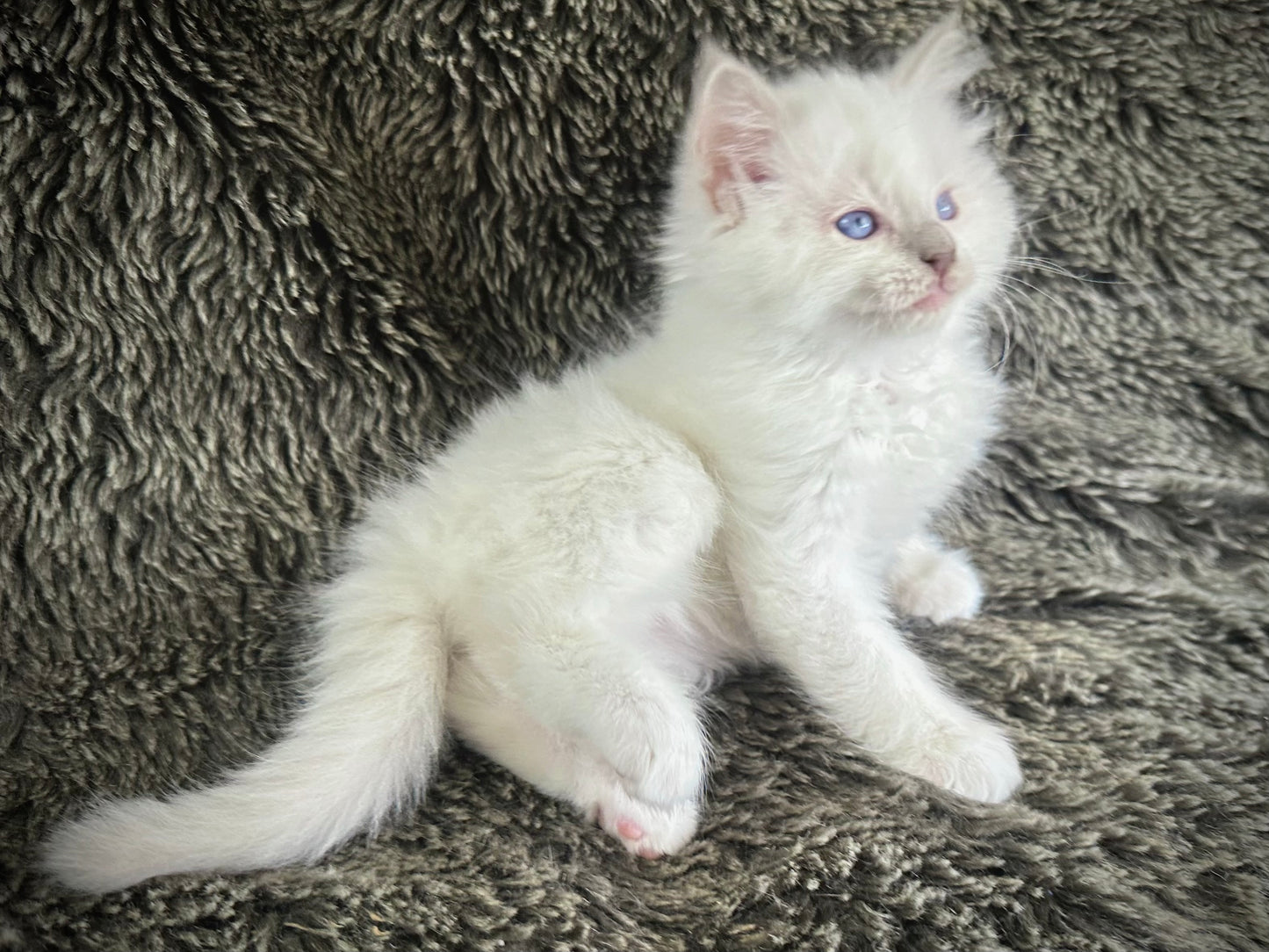 Dr Pepper - Lilac Point MALE - Available 5/17/2025