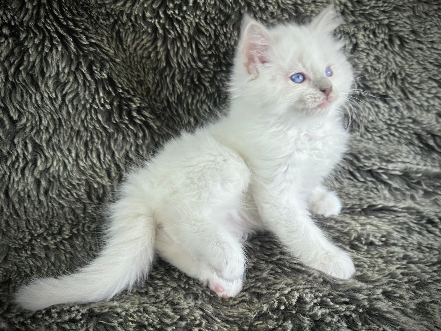 Pepsi - Lilac Point FEMALE - Available 5/17/2025