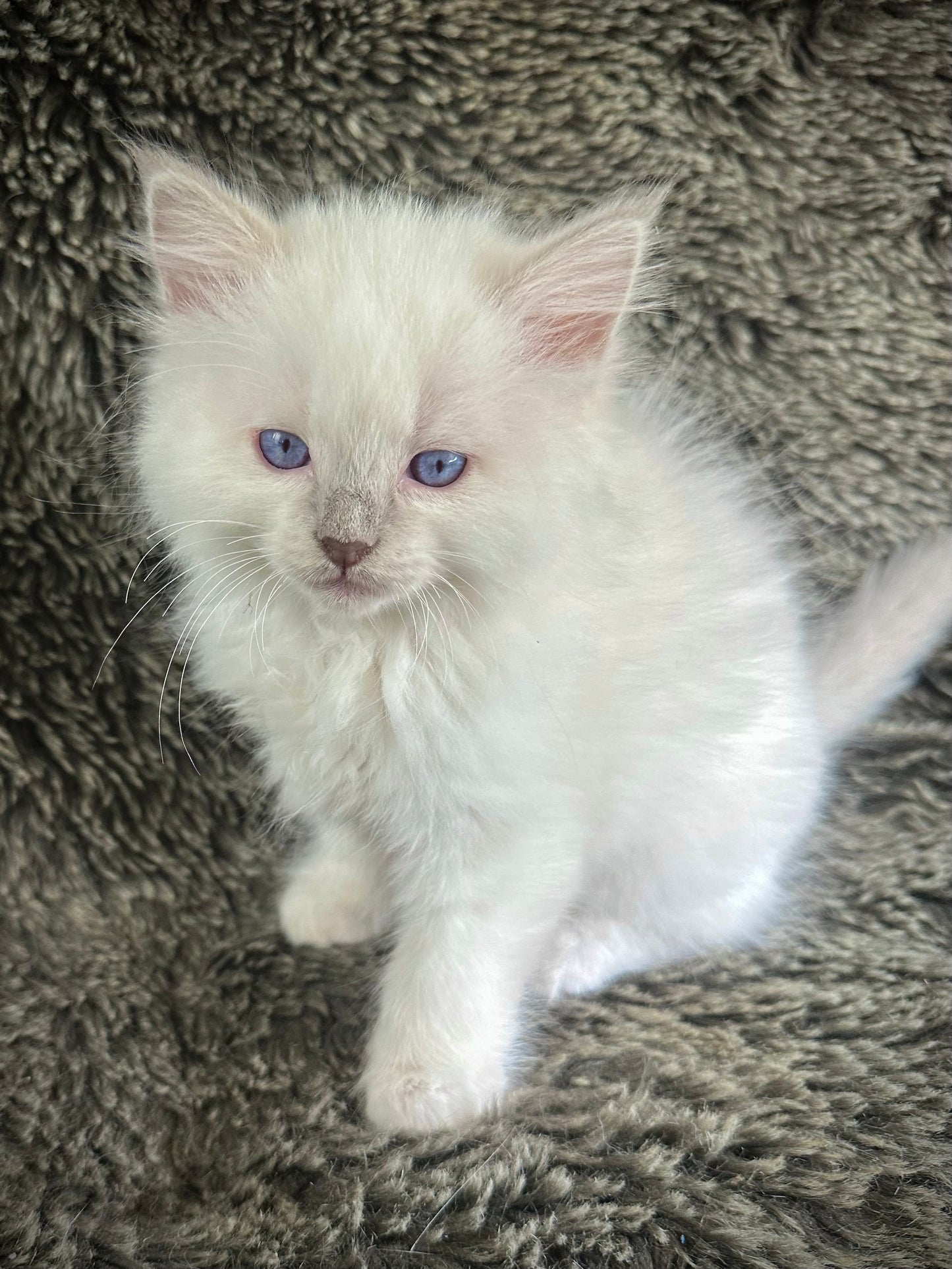 Dr Pepper - Lilac Point MALE - Available 5/17/2025