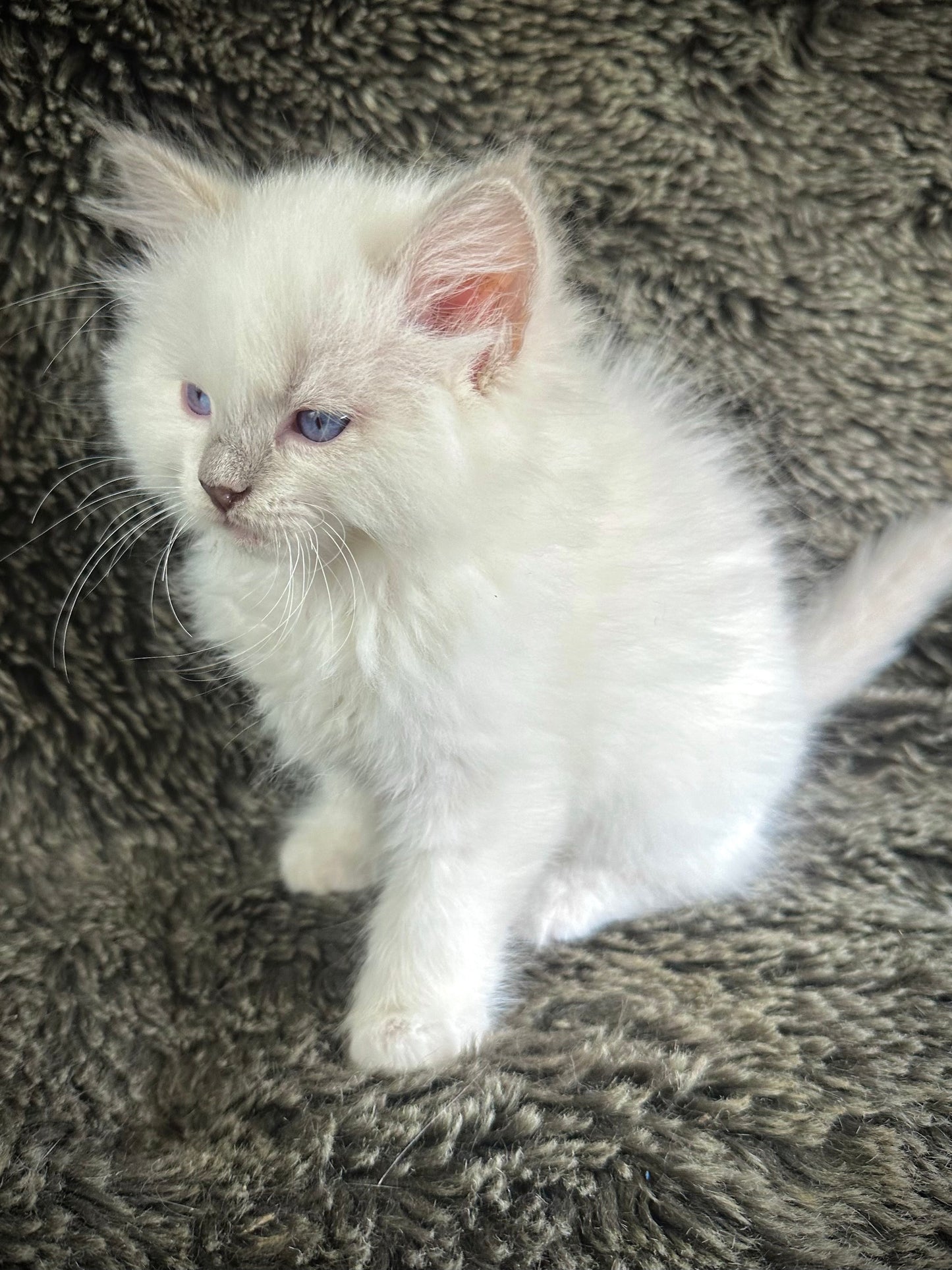 Dr Pepper - Lilac Point MALE - Available 5/17/2025