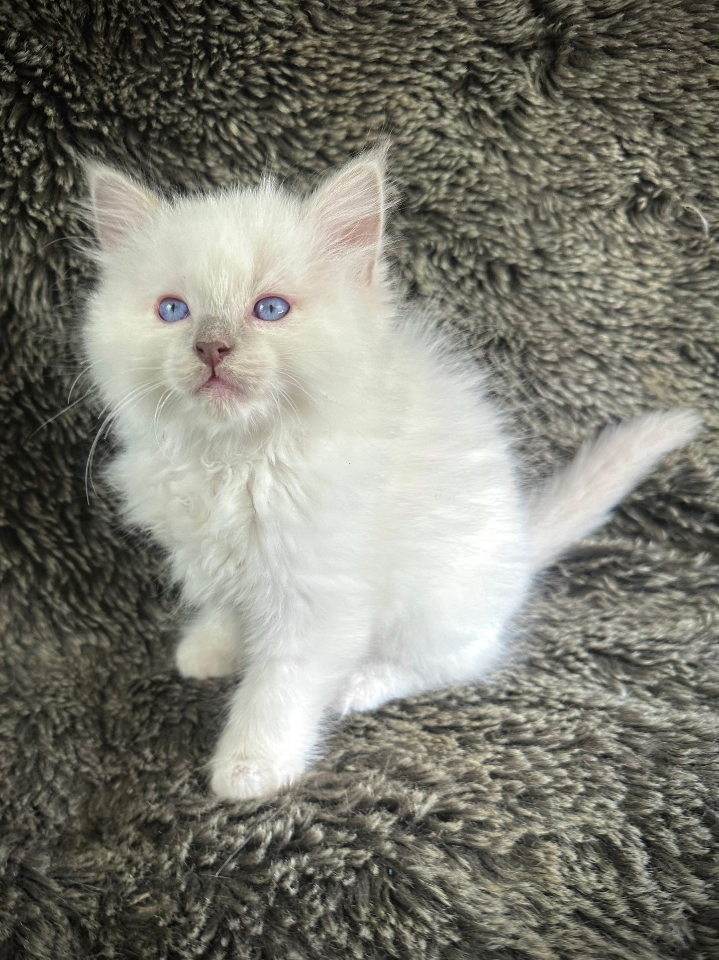 Pepsi - Lilac Point FEMALE - Available 5/17/2025