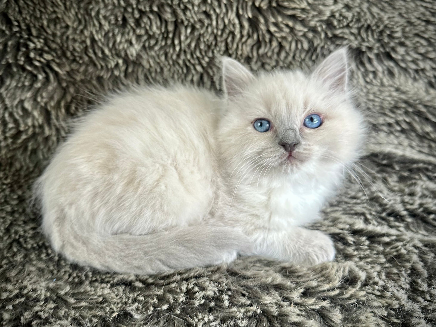 Code Blue - lilac Mink MALE - Available 5/17/2025
