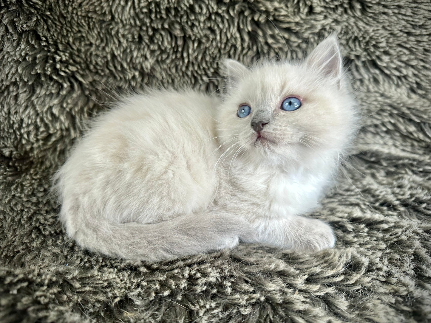 Code Blue - lilac Mink MALE - Available 5/17/2025
