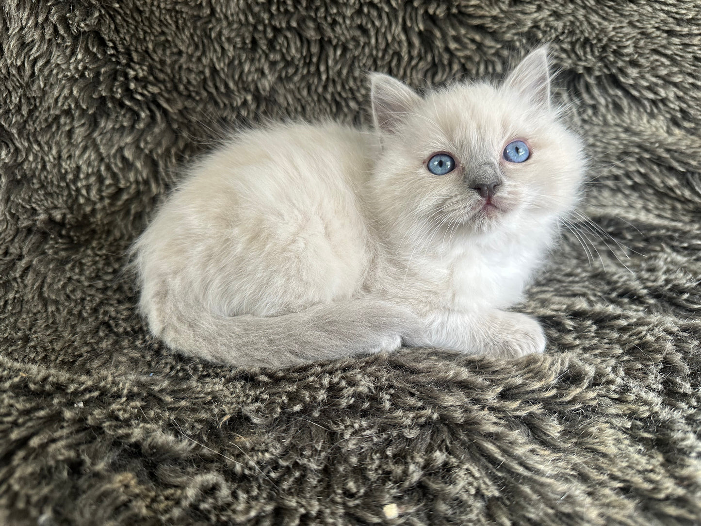 Code Blue - lilac Mink MALE - Available 5/17/2025