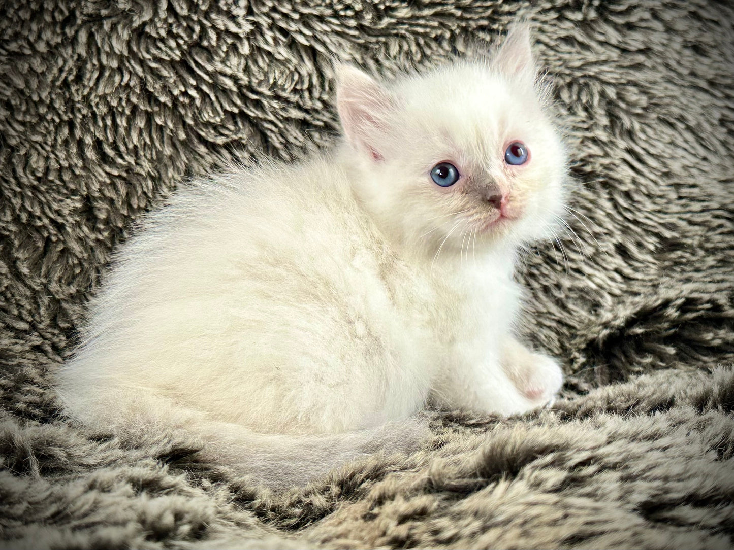 Zelda - blue tortie - FEMALE - AVAILABLE - 6/5/25 - $2100