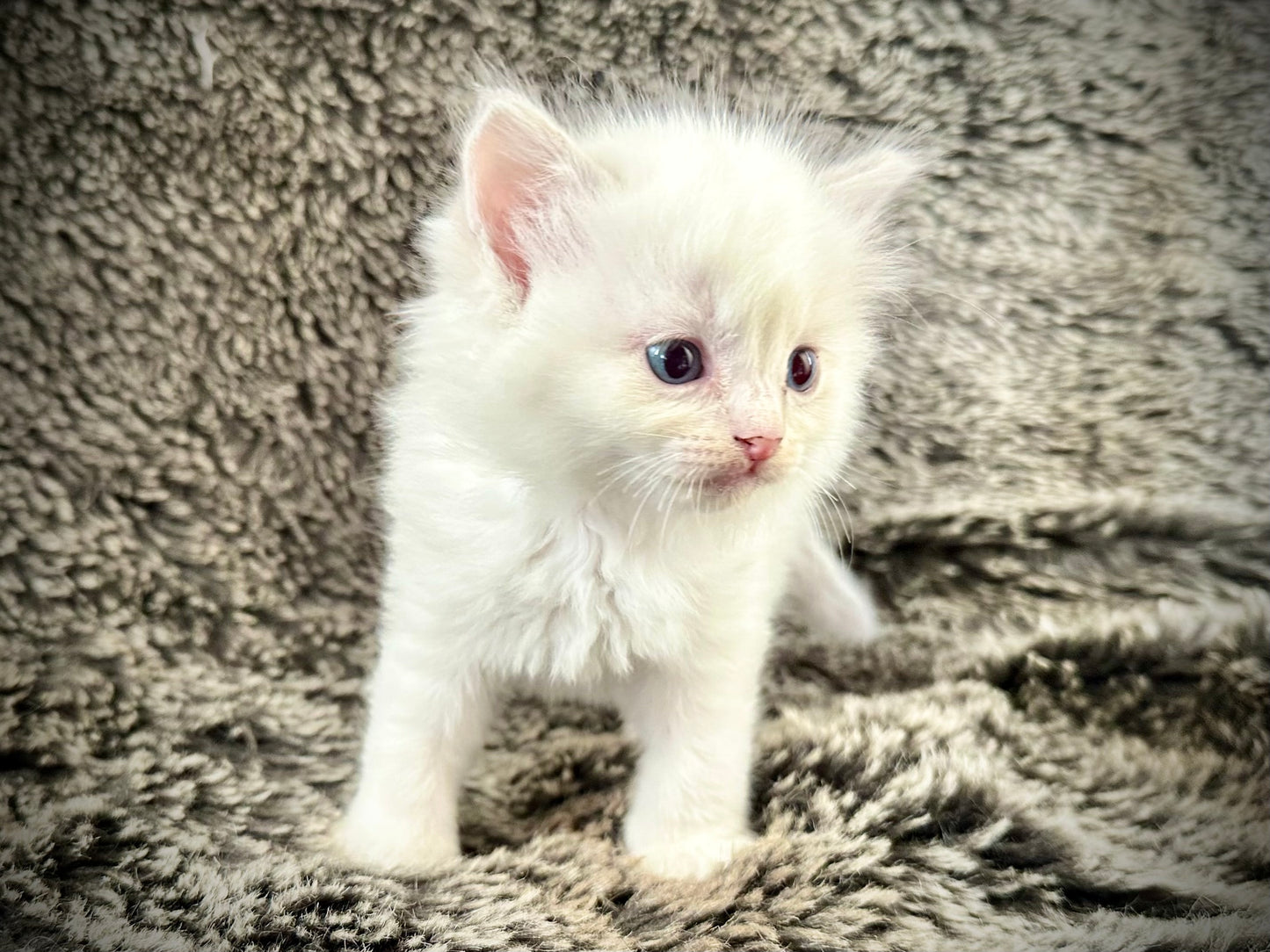 Princess Peach - Cream/Blue Point tortie - FEMALE - Available - 6/5/25 - $2100