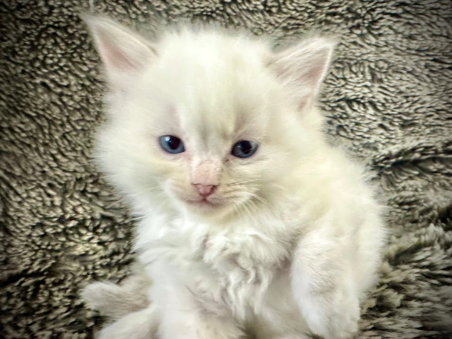 Princess Peach - Cream/Blue Point tortie - FEMALE - Available - 6/5/25 - $2100