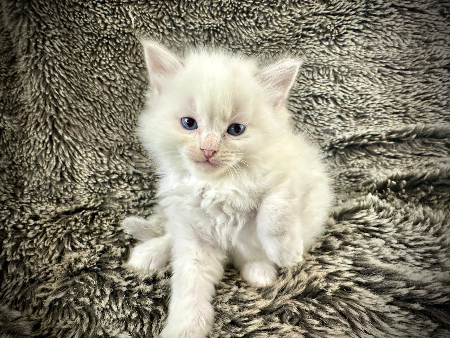 Princess Peach - Cream/Blue Point tortie - FEMALE - Available - 6/5/25 - $2100