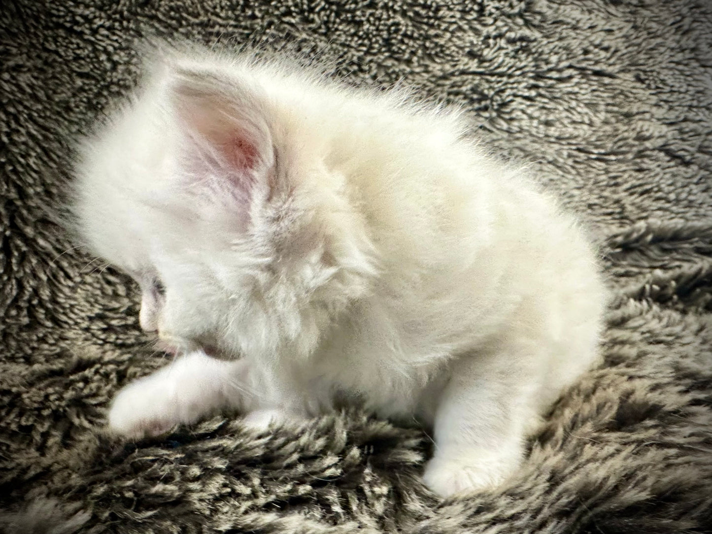 Princess Peach - Cream/Blue Point tortie - FEMALE - Available - 6/5/25 - $2100