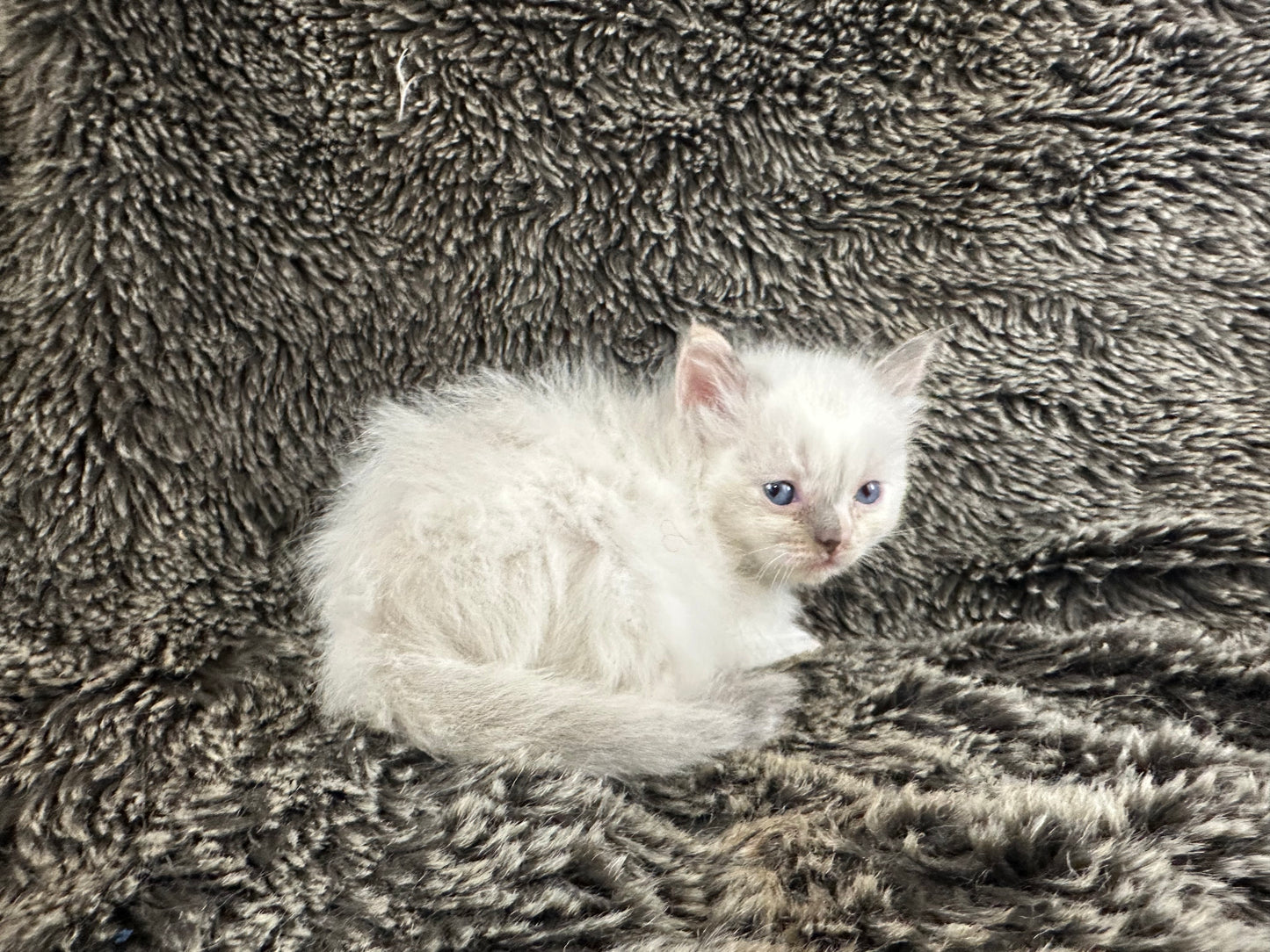 Zelda - blue tortie - FEMALE - AVAILABLE - 6/5/25 - $2100