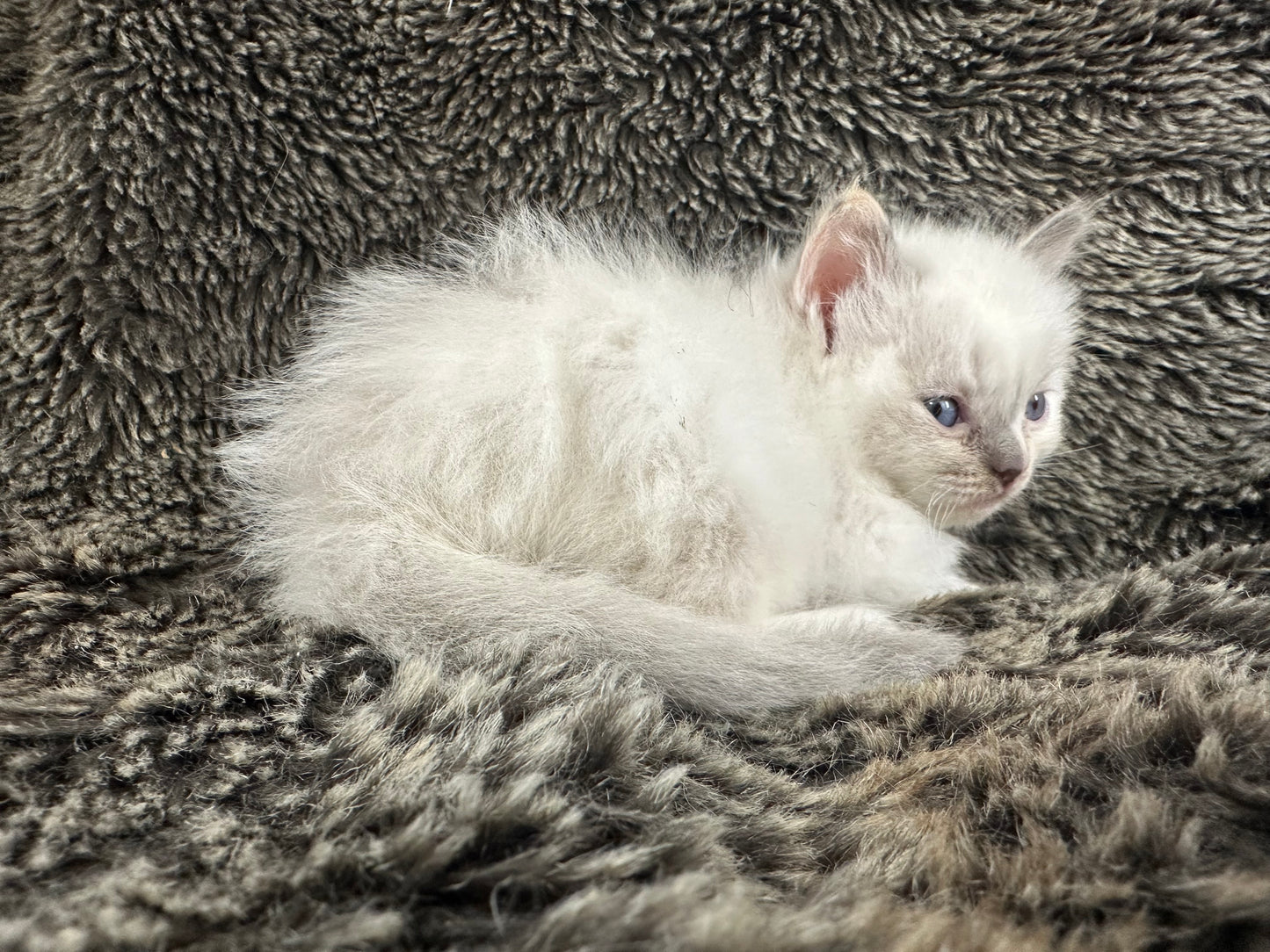 Zelda - blue tortie - FEMALE - AVAILABLE - 6/5/25 - $2100